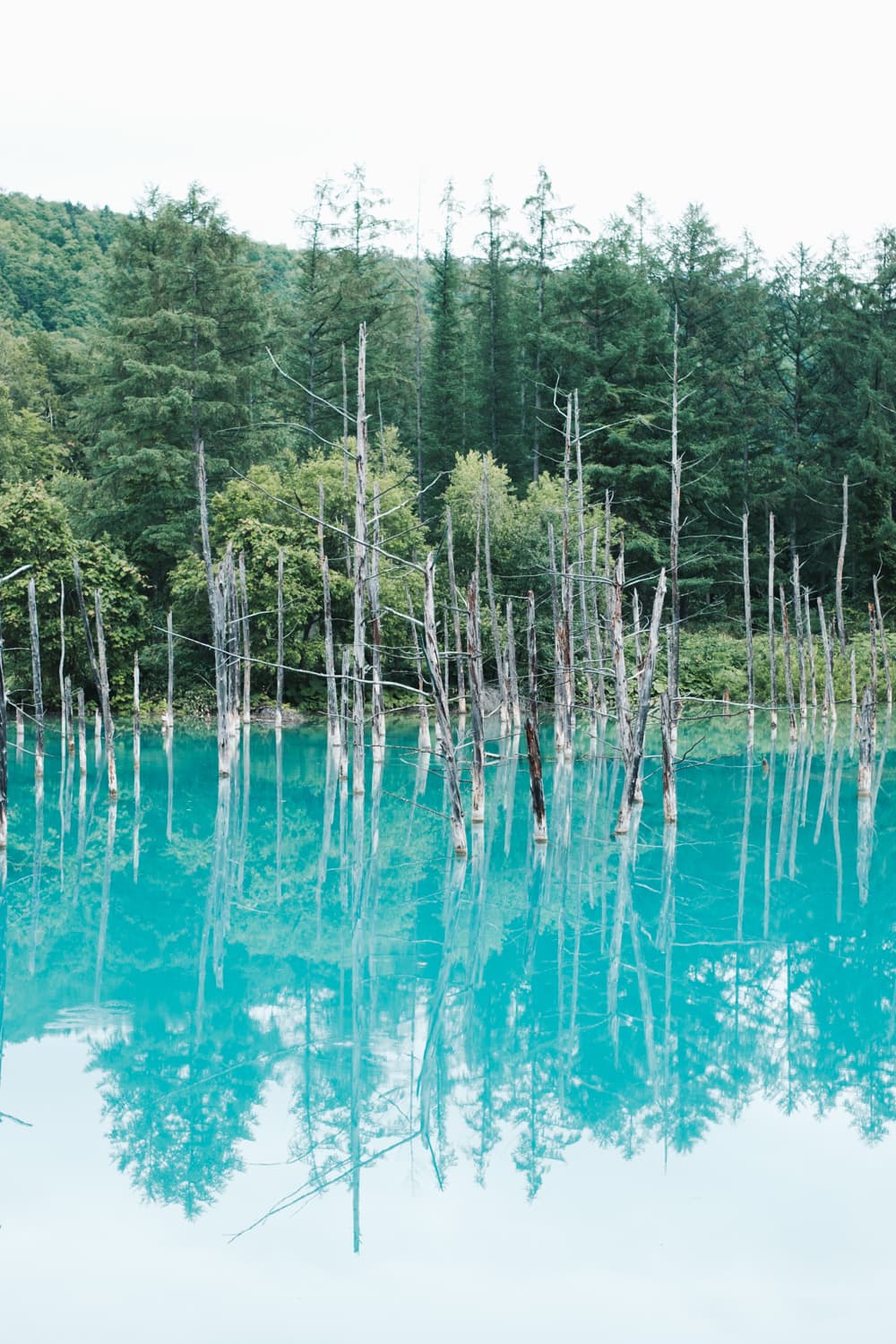 北海道 Vol.7 ― 美瑛・富良野