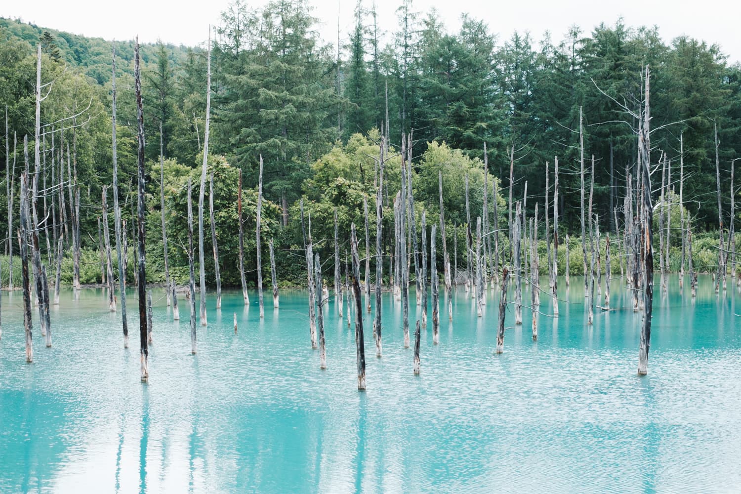 北海道 Vol.7 ― 美瑛・富良野