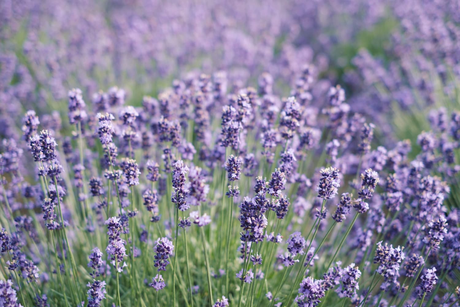 北海道 Vol.7 ― 美瑛・富良野