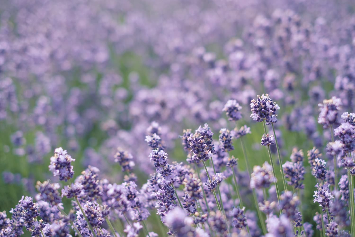 北海道 Vol.7 ― 美瑛・富良野