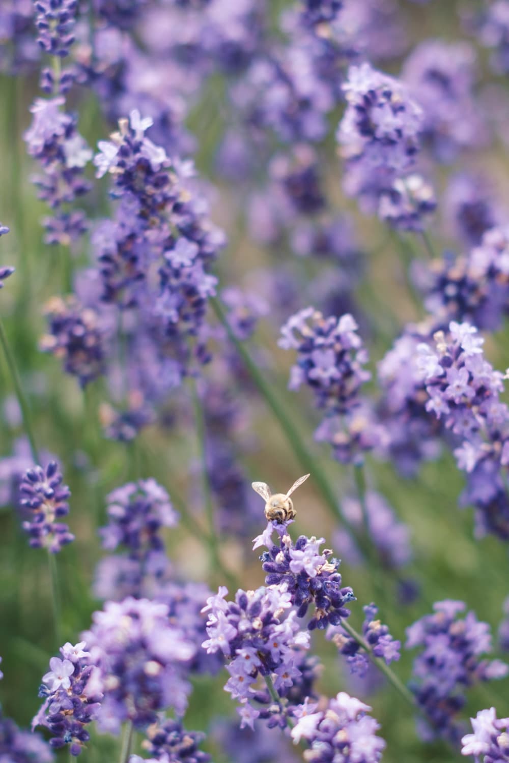 北海道 Vol.7 ― 美瑛・富良野