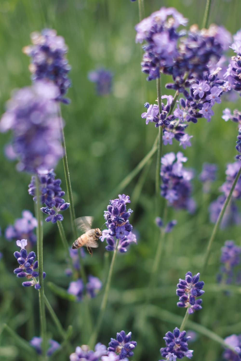 北海道 Vol.7 ― 美瑛・富良野